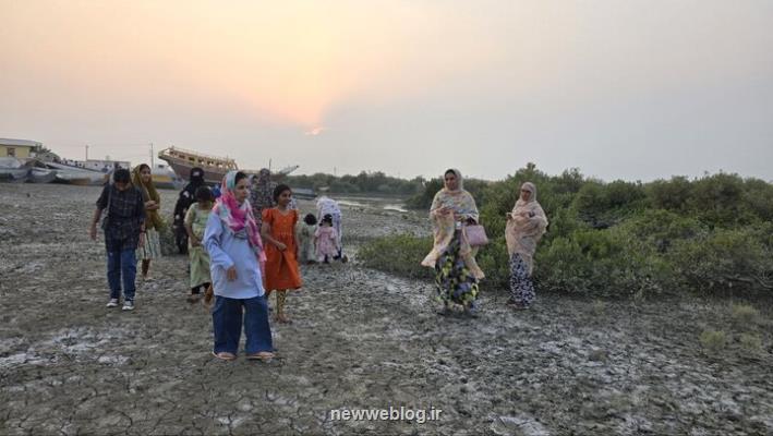 توسعه جنگل حرا در روستای گردشگری جزیره قشم